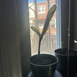 Canna Lily Musifolia Plant