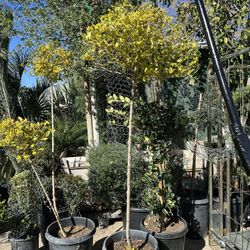 Duranta Varigated Topiary Bonsai Tree 