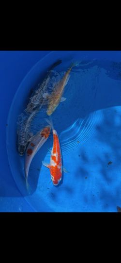 Koi 3-12 Inches