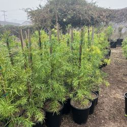 Podocarpus Hedge