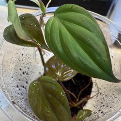 Philodendron micans