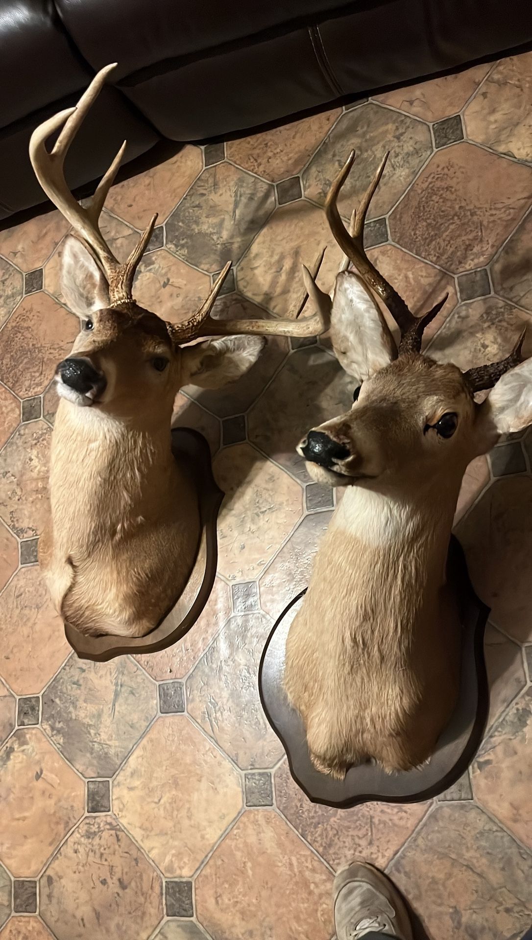 Deer mount