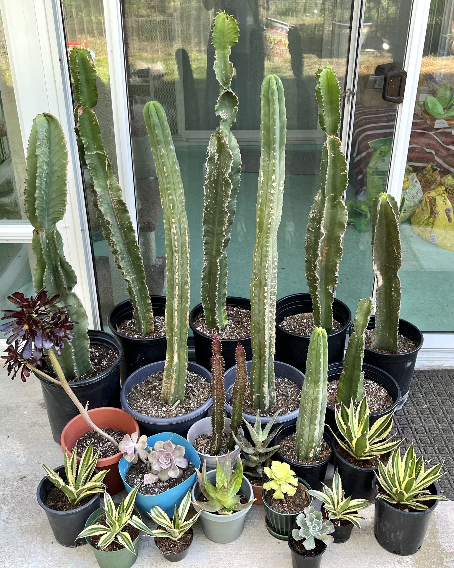 SUCCULENTS ** FANTASTIC PRICES ** BIG VARIETY!