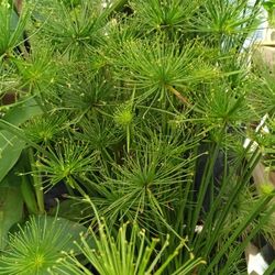 Dwarf Papyrus Plants 🌿 3gl $12