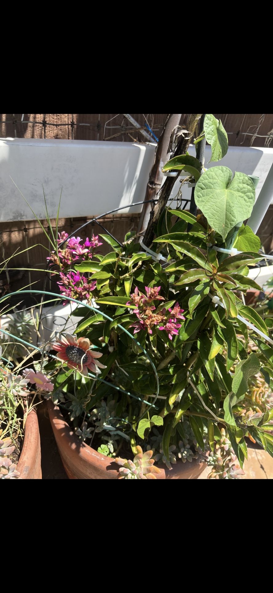 Potted Plant For Sale