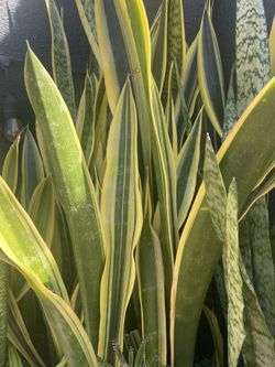 Snake Plants/Mother N Laws Tongue