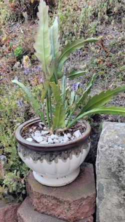 Epiphyllum pot and plant