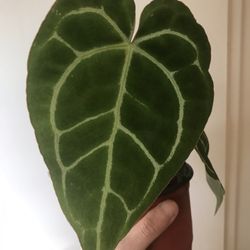 Anthurium Crystallinum 4”