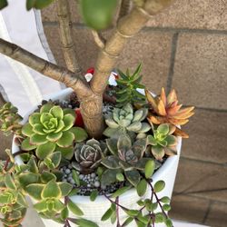 Succulent Arrangement 