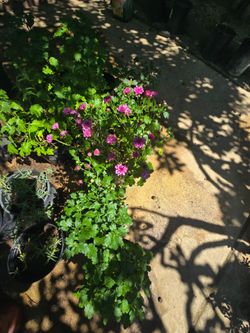 Plants For Sale