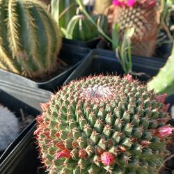 Cactus 🌵 Asking $60 For All 