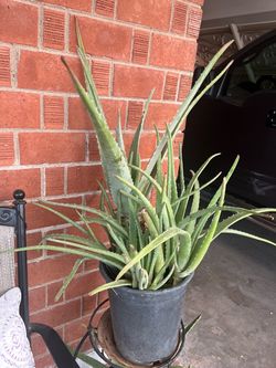 Aloe Vera Plants Available For Sale