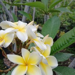 Plumeria Tree $85.00