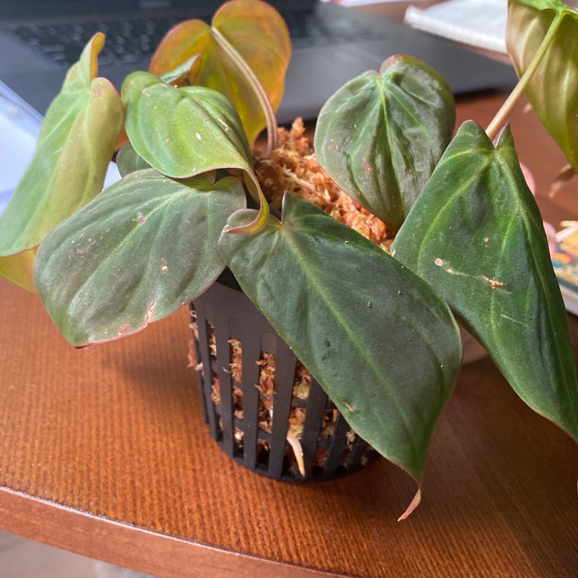 Philodendron Micans Rooted In Moss