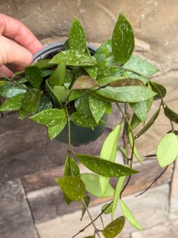 Hoya Gracilis