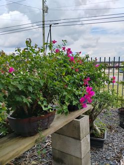 Bougainvillea Bonsai Trees from $250🌺