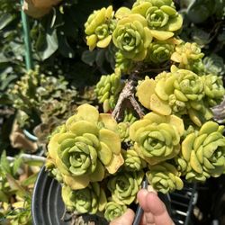 Huge Clusters Of Succulent Flower Plant 