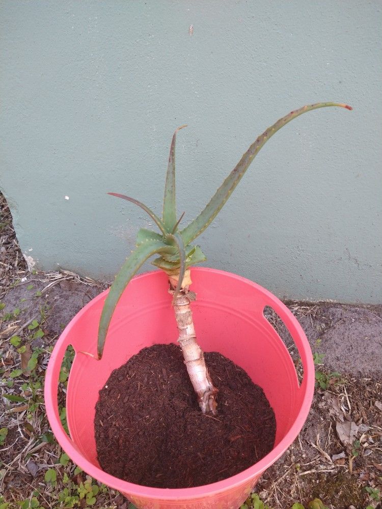Two Aloe Plants