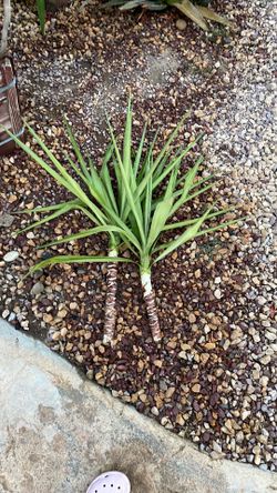 FREE!! Spineless Yucca Tree 🌴 Large Clippings