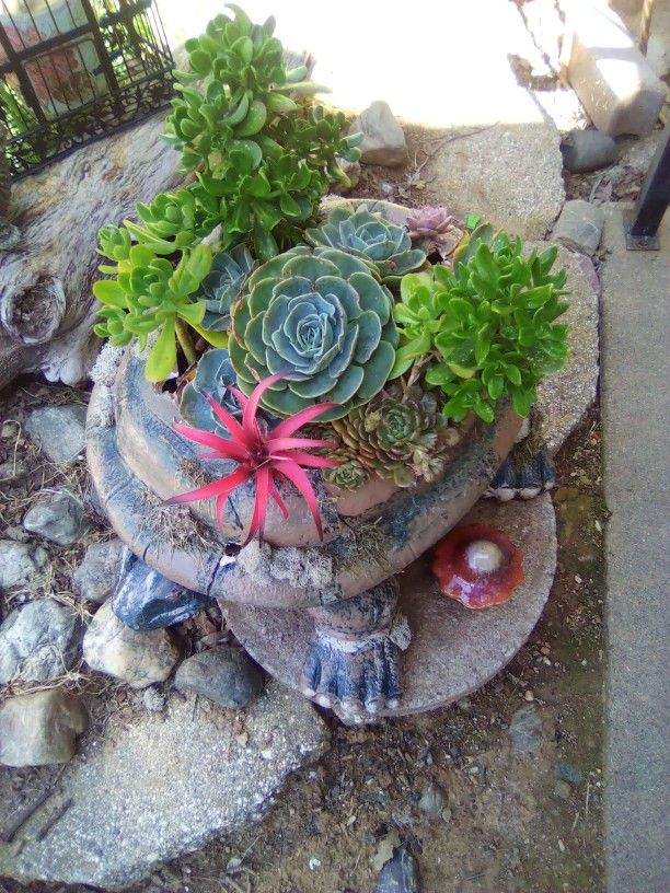 Succulent Turtle 