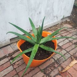 Aloe Vera Plants 