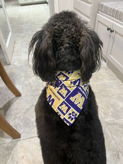 Seahawk and U of W Bandanas
