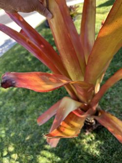 Orange Giant Bromeliad 
