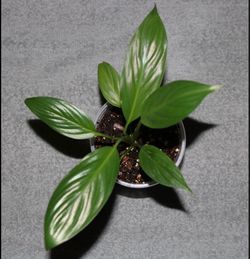 Baby Peace Lily – Healthy Rooted Starter Plant