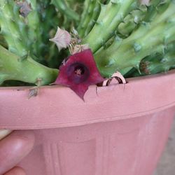 1 Corte Grande De Huernia Schneideriana/Stapelia Dragon Rojo 