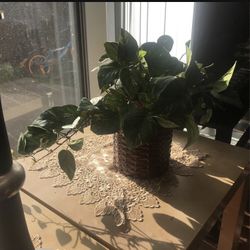 Plants 🌱 Flowers Vase 