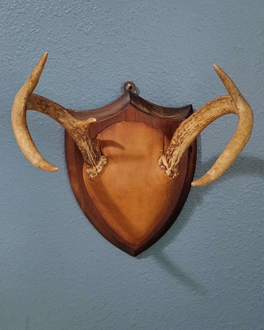 Vintage Deer Antler Mount With Leather Skull Cap on Solid Wood Wall Decor