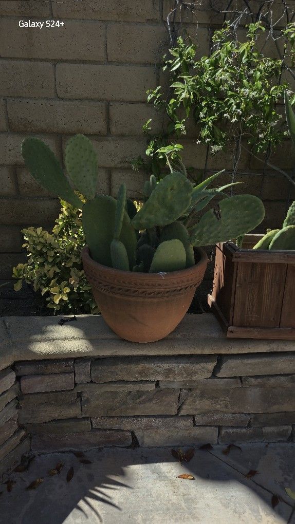 Bunny Ear Cactus