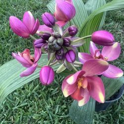 GROUND ORCHIDS ( 1 Gallon Pot) Eye Catching 