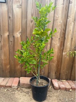 Plant for Sale Lemon 🍋