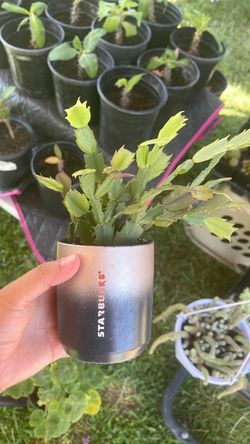 Planta
