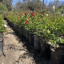 sale of plants