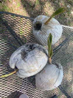 Sprouted Coconuts 🌴 Ready To Plant!
