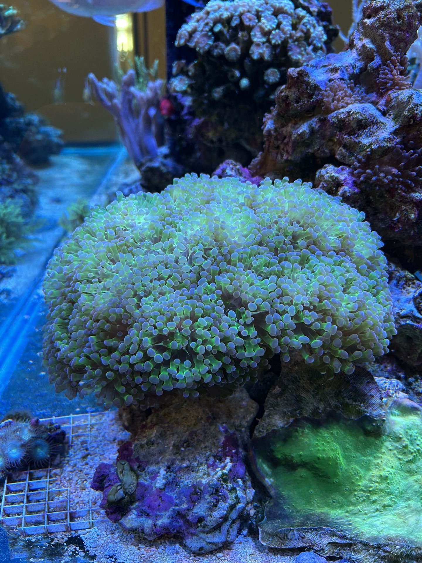 Frogspawn Coral