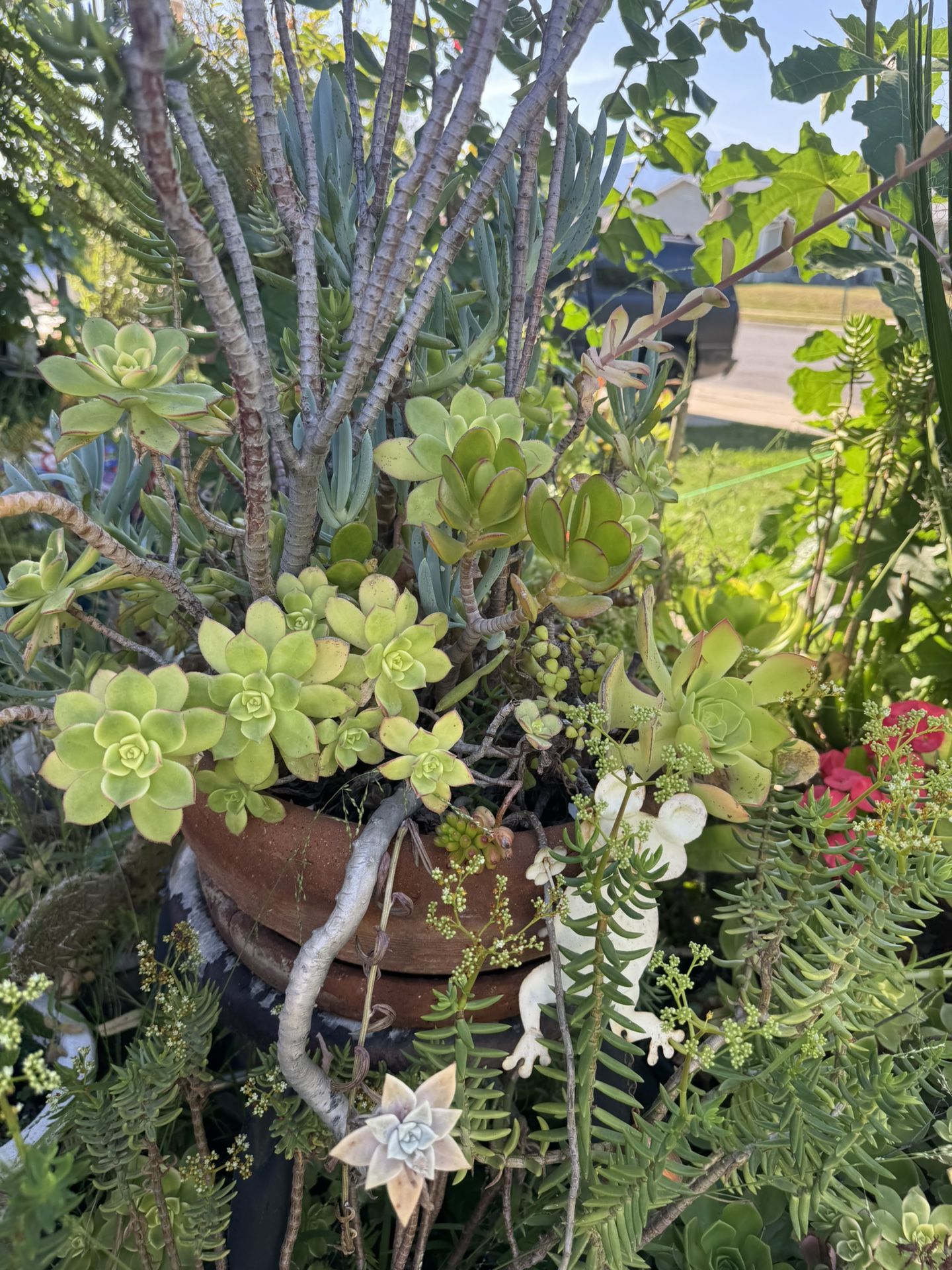 Succulent Arrangement