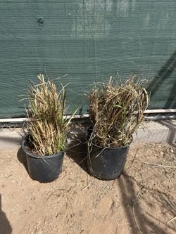 Purple Fountain  Grass