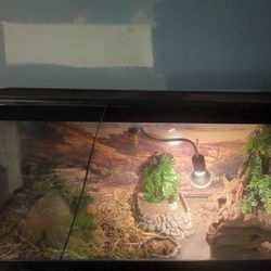 Tank, Lizard And Turtle For Sale 