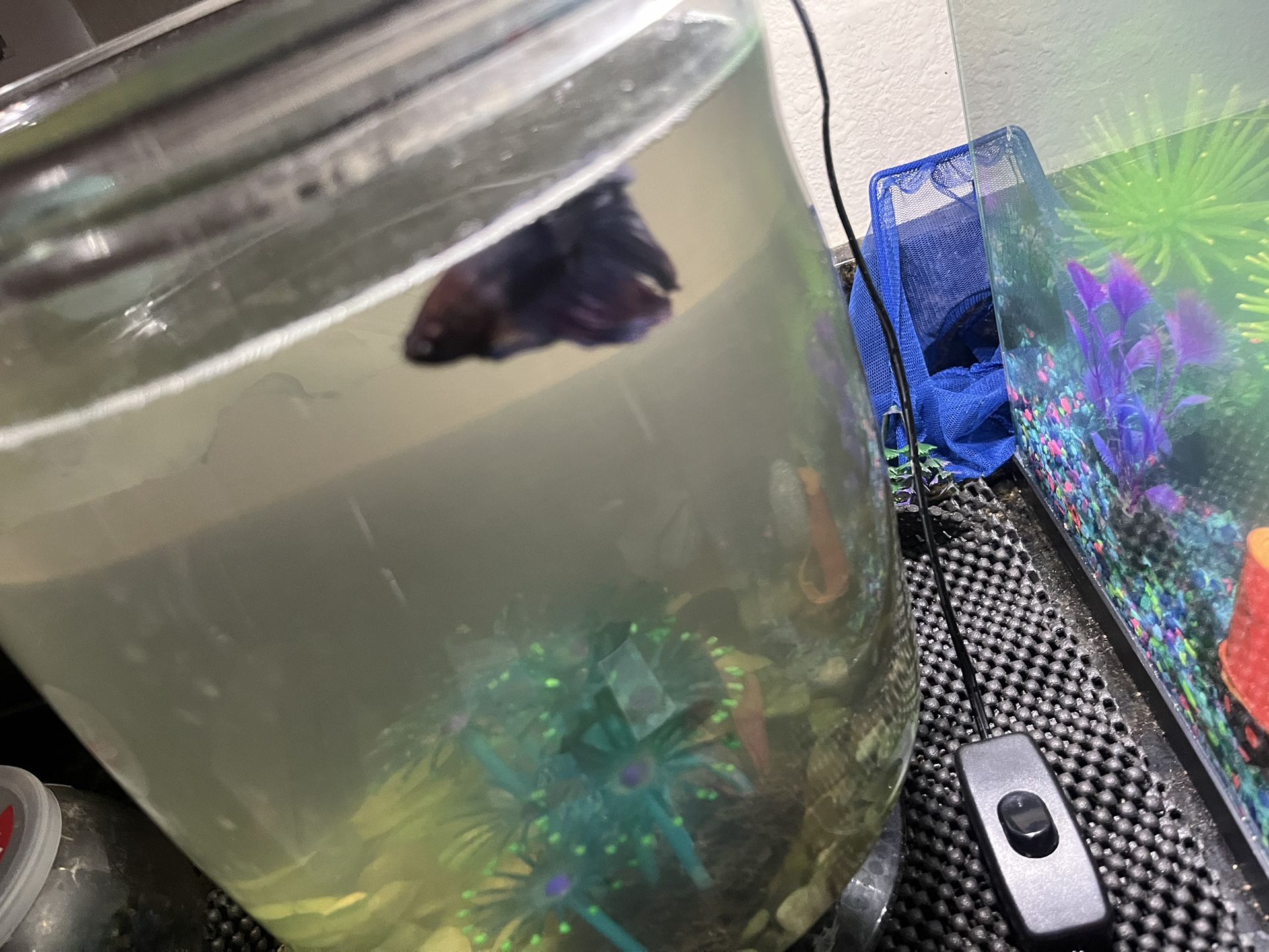 FREE BETTA FISH AND GUPPIES TANK INCLUDED