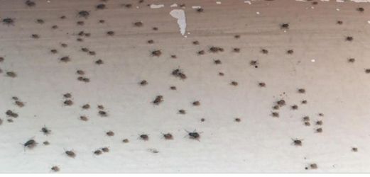 Remedio para cucarachas 💯%💯 efectivo