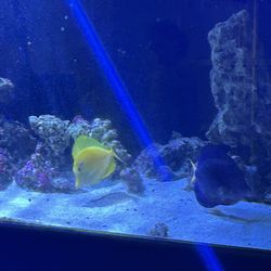 Fish Tank