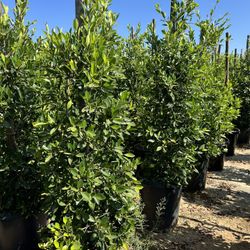 Indian Laurel Columns, Ficus nitida ‘Columns’ , Ficus tree, shade or Hedge and privacy 15gal Size