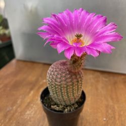 Rainbow 🌈 Cactus 🌵 