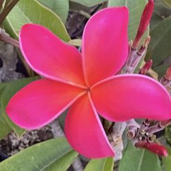 Plumeria