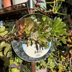 Hanging Succulents 