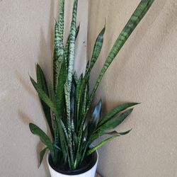 Espada De Rey Solo 50 