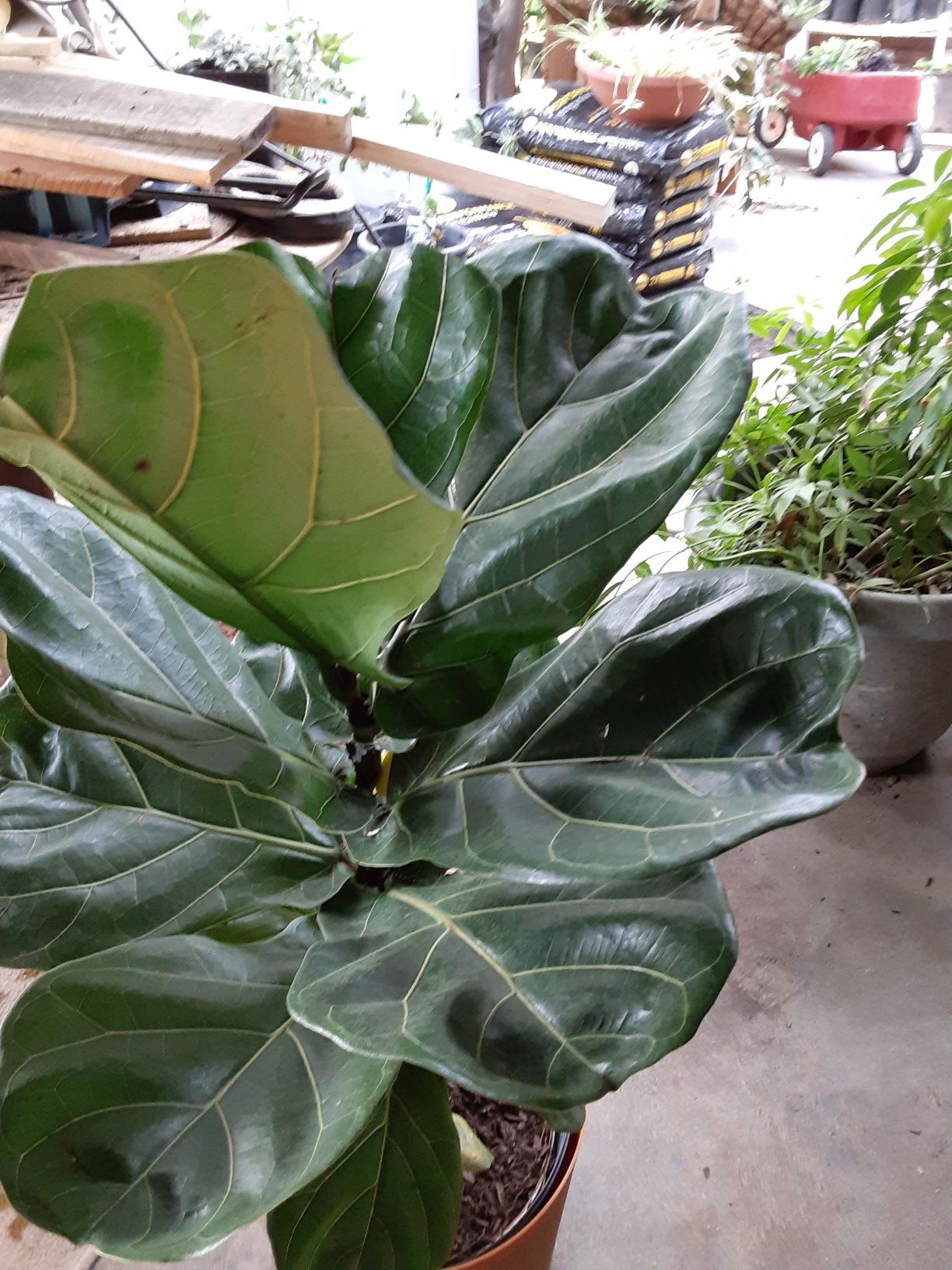 Beautiful Fiddle Leaf Fig Tree